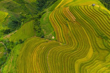 Sapa, Vietnam yakınlarındaki La Pan Tan 'ın pirinç tarlası manzarası.