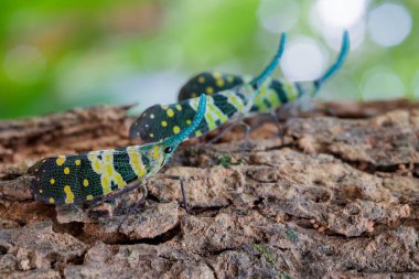 Bir grup yeşil Burun Fenerleri, Pyrops viridirostris, Tayland 'da bir ağaç gövdesinde duruyorlar.