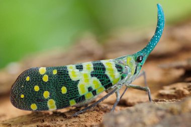 Yeşil bir Lanternfly, Pyrops viridirostris, Tayland 'da bir ağaç gövdesinde duruyor.