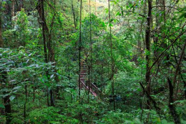 Kuzey Tayland 'daki Doi Inthanon Ulusal Parkı' nda Kew Mae Pan patikasının sisli yağmur ormanları.