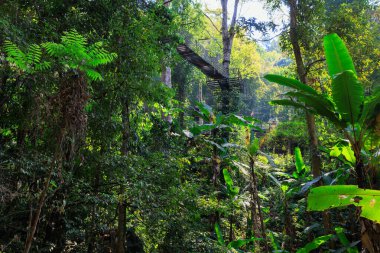 Kuzey Tayland 'daki Mae Kampong köyünde asılı tepe örtüsü köprüsü olan tropikal yağmur ormanları