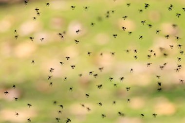 Meliponini, Chiang Mai, Tayland kabilesinden arı sürüsü.