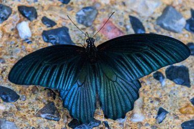 Büyük Mormon Kelebeği, Papilio Ajansı, Tayland 'da yerde duruyor.