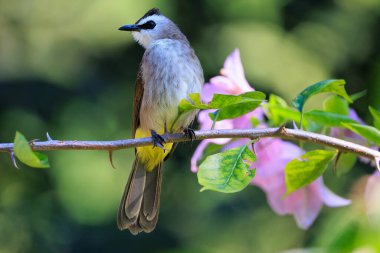 Sarı bir Bulbul, Pycnonotus Goiavier, Tayland 'da bir Bougainvillea dalında duruyor.