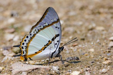 Shan Nawab Kelebeği 'nin yan görüntüsü, Polyura nepents, Tayland' da ıslak zeminde besleniyor.