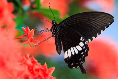 Ortak Mormon, Papilio politleri, Tayland 'da çiçekler üzerinde polen topluyorlar.