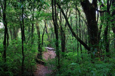 Kuzey Tayland 'daki Doi Inthanon Ulusal Parkı' nda Kew Mae Pan patikasının sisli yağmur ormanları.