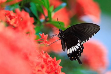 Ortak Mormon, Papilio politleri, Tayland 'da çiçekler üzerinde polen topluyorlar.