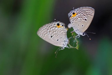 Bir çift Plains Cupid kelebeği, Luthrodes pandava, Tayland 'da üreyen bir kök
