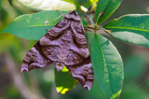 Acosmeryx Sericeus, Güney Doğu Asya 'da yaşayan bir Hawkmoth.
