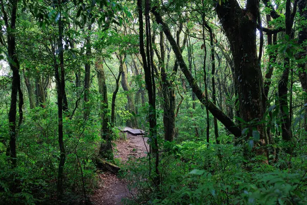 Kuzey Tayland 'daki Doi Inthanon Ulusal Parkı' nda Kew Mae Pan patikasının sisli yağmur ormanları.