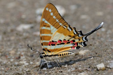 Spot Kılıç Kuyruğu (Graphium nomius) Tayland 'ın ıslak topraklarından besleniyor.