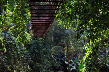 Kuzey Tayland 'daki Mae Kampong köyünde asılı tepe örtüsü köprüsü olan tropikal yağmur ormanları
