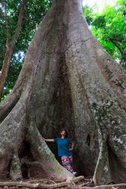 Khao Phanom Bencha, Krabi, Tayland 'da dev bir banyan ağacının yanında poz veren Asyalı kadın.