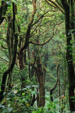 Kuzey Tayland 'daki Doi Inthanon Ulusal Parkı' nda Kew Mae Pan patikasının sisli yağmur ormanları.