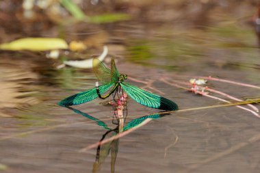 Green Metalwing Nörotabanlı çingene kız sineği Tayland 'da suyun yüzeyinde uçuyor.