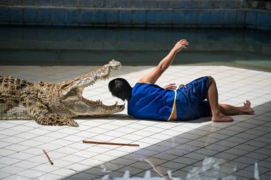 Taylandlı avcı kafasını büyük timsahın ağzına doğru uzattı. Siyam hayvanat bahçesinde tehlikeli timsah gösterisi.
