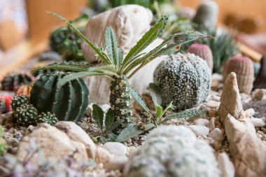 Restoran binasının içinde yaprak ve beyaz kaya süslemeleri olan küçük güzel bir kaktüs ağacı. Lüks iç dekorasyon.