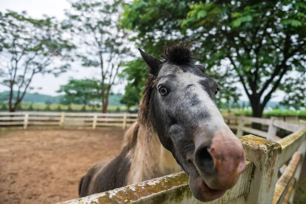Baharda Güzel Gri Atın Ahşap Çayırdaki Portresi Kameraya Bakıyor — Stok fotoğraf