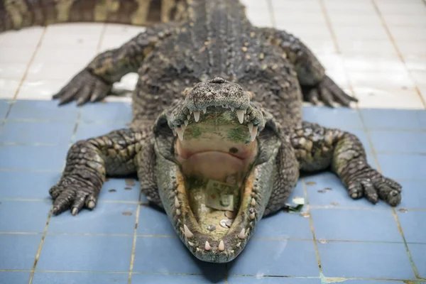 Crocodile open mouth with money donation by tourist on tongue