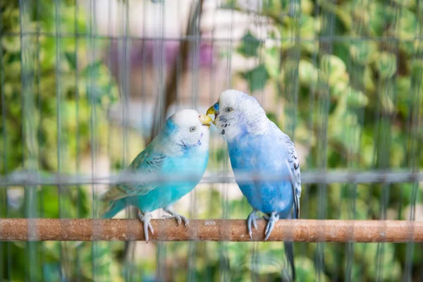 青い波状のオウムの鳥は 葉の背景がぼやけたケージの中でキスをする 素敵な動物たちが — ストック写真