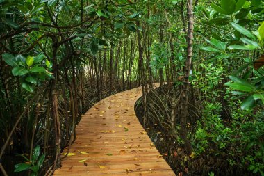 Mangrov Ormanı, Chanthaburi, Tayland 'da ahşap kavis yolu.