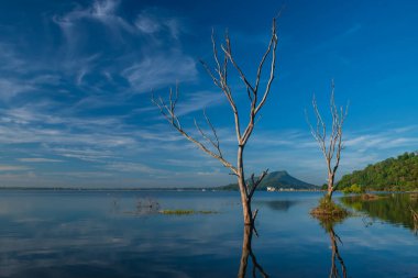 Ölü ağaçlar üzerinde bang phra rezervuarı. Mavi gökyüzü ve beyaz bulut, Siracha, Chonburi, Tayland 'a karşı ufuk çizgisi yansıması olan su..