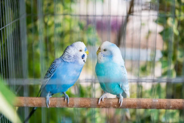Pájaros Loro Ondulado Azul Pareja Mirándose Dentro Jaula Con Fondo —  Fotos de Stock