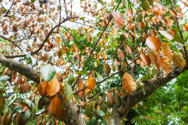 Красивые Сухие Коричневые Зеленые Листья Дереве Осенний Сезон — стоковое фото