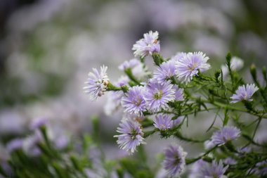 Çiçek tarlasında yakın plan mor margaret çiçekleri bulanık yeşillik bokeh arka plan