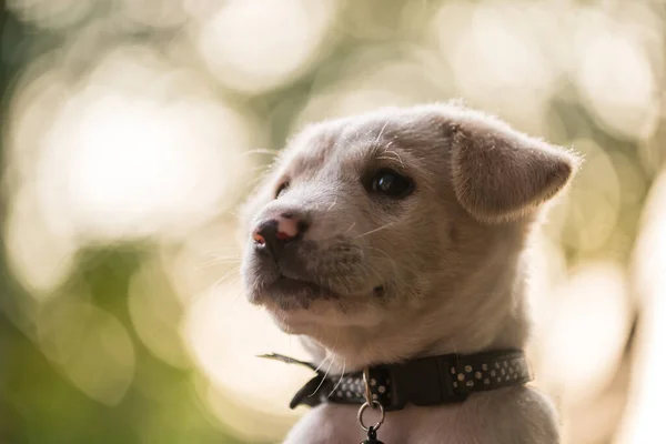 stock image labrador retriever puppy portrait in garden with sunset foliage light bokeh at spring. Adorable pet relax and get fresh wet after raining in garden. Selective soft focus at eye.