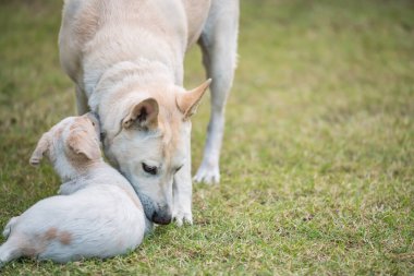 Çim tarlasında tatlı yavrusuyla birlikte kremalı anne köpek. Evcil hayvan ailesi evde..