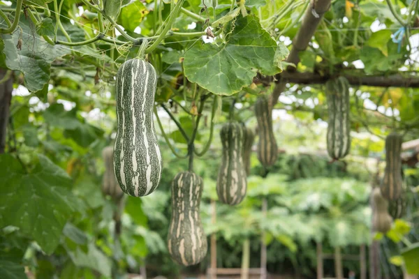 Organic Zucchini Luffa Plant Hanging Greenhouse Farm Agriculture Industry Harvest — Stock Photo, Image