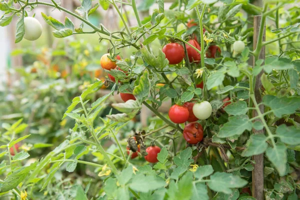 Tomat Ceri Organik Pada Cabang Rumah Kaca Panen Tomat Merah — Stok Foto