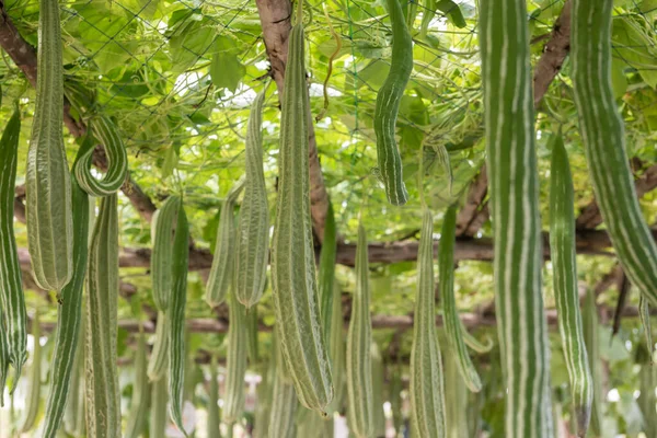 Fresh Luffa Cylindrica Angled Gourd Vegetable Planting Roof Net Organic — Stock Photo, Image