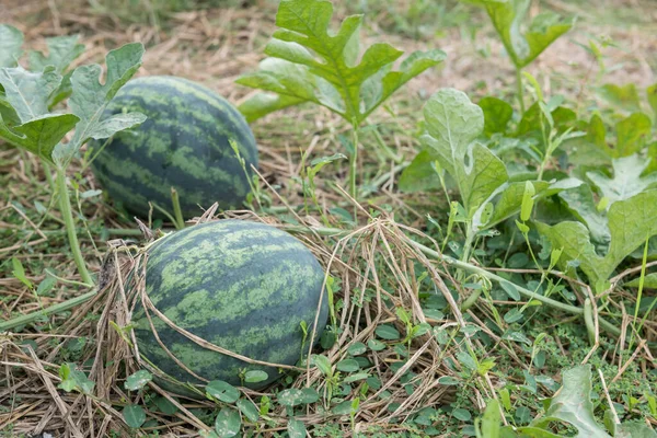 Organic 2 Watermelons growigng on farm. Fresh water-melons by dirt and green leaves. Agriculture industry.