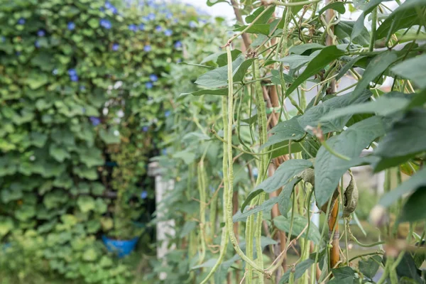 Organik Cowpea Tanaman Dalam Pertumbuhan Kebun Sayuran Dengan Bunga Kabur — Stok Foto