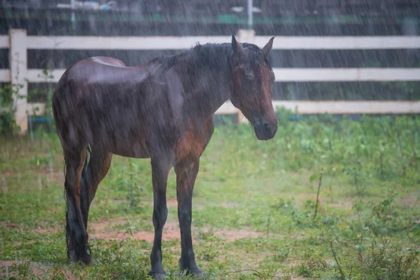 stock image Black horse wet by heavy rain drops at countryside meadow in stable. Farm animal in rainy season.