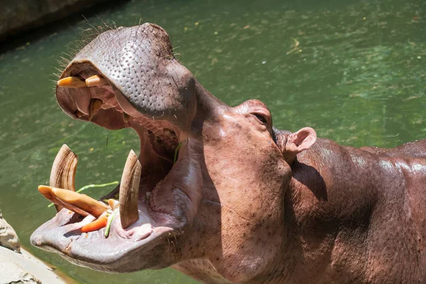 Hipopótamo Boca Aberta Para Alimentar Cenoura Feijão Caupi Pelo Viajante — Fotografia de Stock