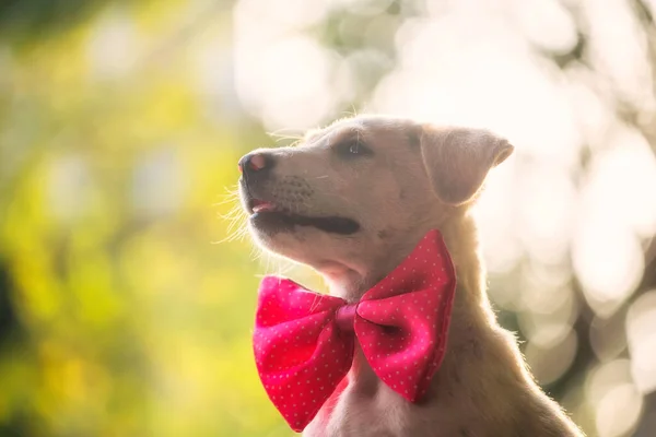 秋の庭では ピンクの蝶の顎を持つ笑みを浮かべてラブラドールの取得子犬は 葉の夕日ボケ光でアップ 公園内の愛らしい犬 — ストック写真