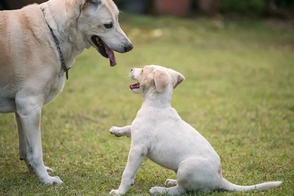 小白狗抬起前腿 向它的妈妈打招呼 在绿草院里 家里的狗很可爱 — 图库照片