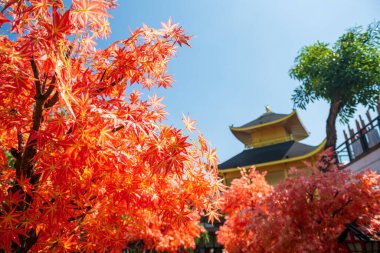 Yapay kırmızı akçaağaç yaprağı Kinkakuji tapınağının yapay altın pavilyonu Siracha, Chonburi, Tayland 'da mavi gökyüzüne karşı.