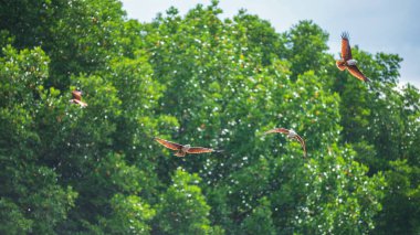 Birçok Brahminy uçurtması veya kırmızı sırtlı deniz kartalı kuşları Chanthaburi, Tayland 'da yağmur damlalarıyla mangrov ormanlarında uçar..