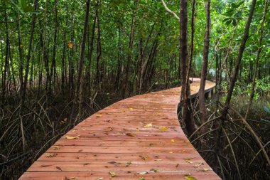 Mangrov ormanı, Chanthaburi, Tayland çevresindeki ahşap kavis yolu..