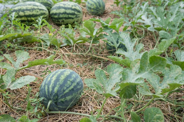 Organic watermelons growigng on farm at harvest. Fresh water-melons by dirt and green leaves. Agriculture industry.