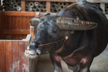 Fat dwarf black water buffalo chewing food inside stable. Farm animal fro agriculture industry.