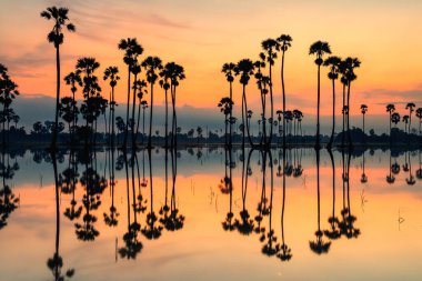 Silhouette sugar palm trees with skyline reflection on pond at dawn with twilight sky, Dongtan Sam Khok, Pathum Thani Province, Thailand.  blank farm with water to plant paddy rice.