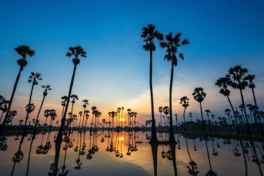 Silhouette sugar palm farm against sunrise and blue sky with skyline reflection, Dongtan Sam Khok, Pathum Thani Province, Thailand. empty farm to plant paddy rice at rainy season.