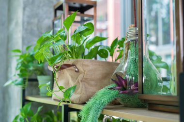 Epipremnum aureum trees and artificial plant on flower pots on shelf for hotel interior.