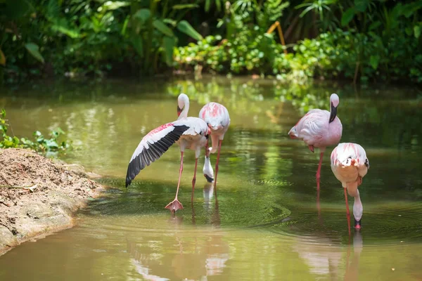 Group of greater flamingo flock or flamingos in lake with body reflection in water. Portrait of wild bird animal in Korat or Nakhon Ratchasima zoo, Thailand.